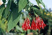 Fuchsia Boliviana