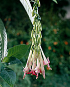 Fuchsia Corymbiflora Alba