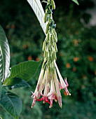 Fuchsia corymbiflora alba