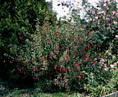 Fuchsia magellanica