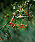 Fuchsia hartwegii