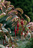 Fuchsia corallina Variegata