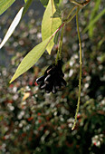 Fuchsia Boliviana