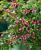 Fuchsia bacillaris