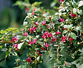 Fuchsia baccilaris (Fuchsie)