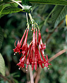 Fuchsia Boliviana Var Boliviana