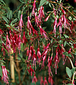 Fuchsia magellanica