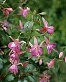 Fuchsia 'Lady Isobel Barnett'