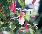 Fuchsia 'Texas Longhorn'