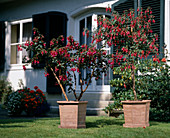 Fuchsia 'Kwintet' and 'Voltaire'