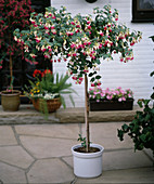 Fuchsia 'Joy Patmore'