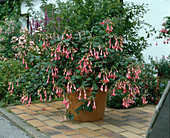 Fuchsia 'Elfriede Ott'