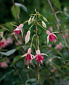 Fuchsia 'Daniata'