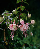 Fuchsia 'Southgate'