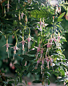 Fuchsia 'Hawskhead'