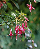 Fuchsia 'Glendale'