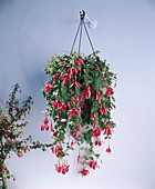 Fuchsia hybrid 'Streamliner'