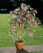 Fuchsie 'Leonora'