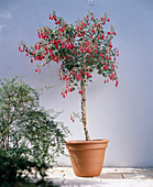 Fuchsia hybrid