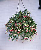 Fuchsia 'Postiljon'