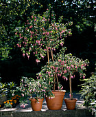 Fuchsia-Hybriden: 'Leonora', 'Doreen Redfern'