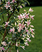 Fuchsia 'Larissa'