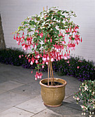 Fuchsia 'Herald Angebs'