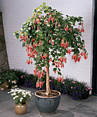 Fuchsia hybrid