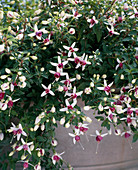 Fuchsia 'La Campanella'