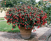 Fuchsia triphylla-hybr. 'Mary'