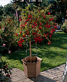 Fuchsia 'Strümper cultivar without name'