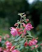 Fuchsia hybrid