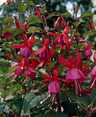 Fuchsia hybrid 'Beacon'