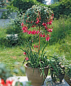 Fuchsia hybrid 'Red Spider'