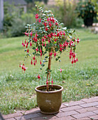 Fuchsia 'Rufus'