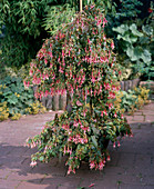 Fuchsia 'Daisy Bell'