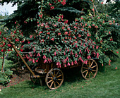 Leiterwagen mit Fuchsien bepflanzt