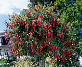 Fuchsia 'Charming' stems'