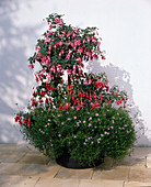 Fuchsia-HYBR. 'Rosa BACON'UND 'Kwintet'