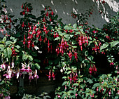 Fuchsia 'Malta'