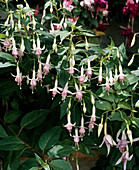 Fuchsia 'Other Fellow'