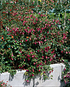 Fuchsia 'Dr. H. Fuhrmann'