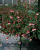 Fuchsia 'Lower Saxony'
