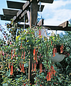 Fuchsia 'Leonhart von Fuchs'