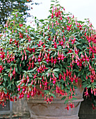 Fuchsia 'Charming'