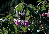 Fuchsia 'Schneckerl'