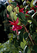 Fuchsia 'Mary Fairclo'