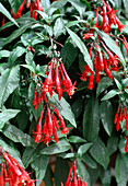 Fuchsia triphylla 'Mary'