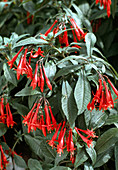 Fuchsia triphylla hybr
