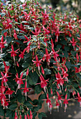 Fuchsia 'Kwintet'